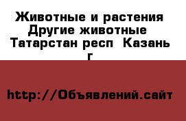 Животные и растения Другие животные. Татарстан респ.,Казань г.